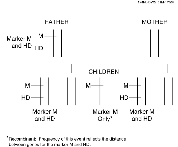 genetic linkage diagram